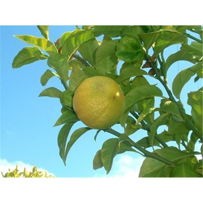 Eterično olje bergamotka, brez bergaptena