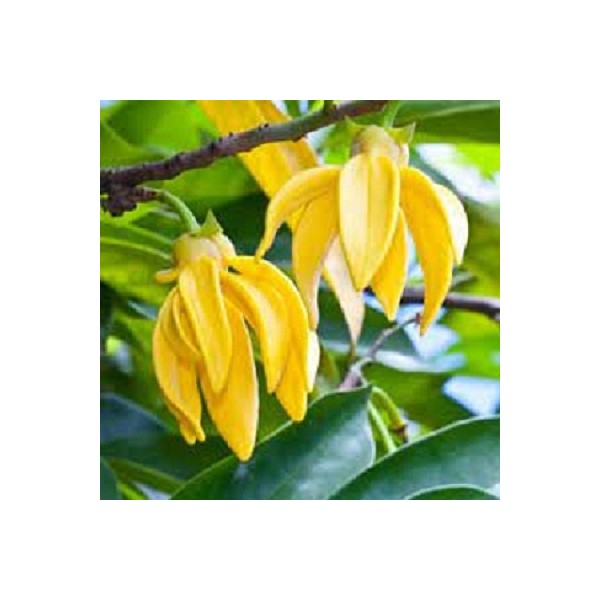 Eterično olje ylang ylang