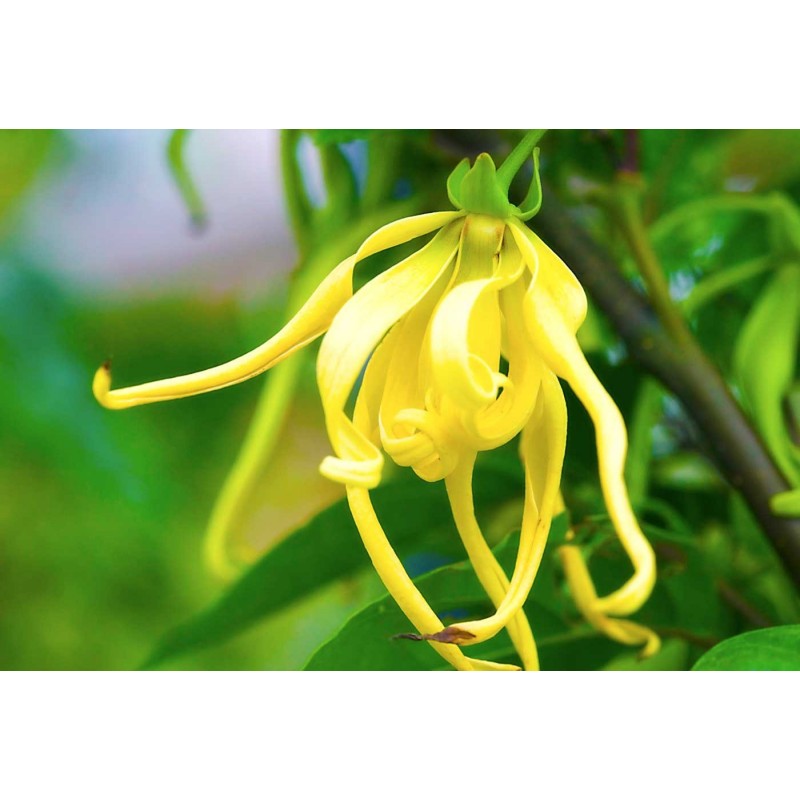 Eterično olje ylang ylang